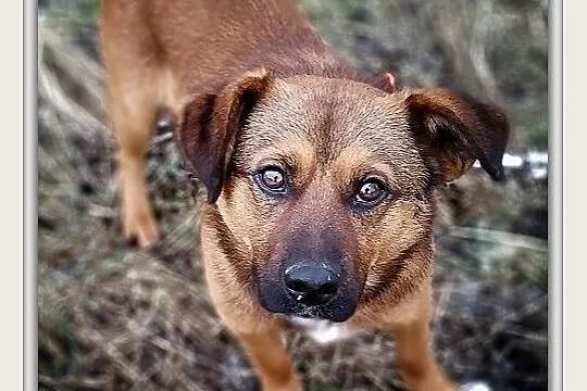 1,5 roczny,średni 10 kg,wesoły,towarzyski,łagodny psiak DOMINIK.Adopcja.