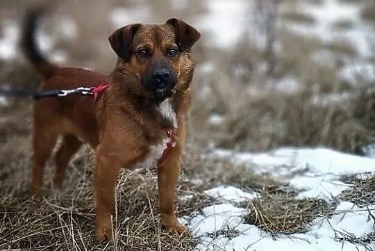 1,5 roczny,średni 10 kg,wesoły,towarzyski,łagodny psiak DOMINIK.Adopcja., Łódzkie, Łódź