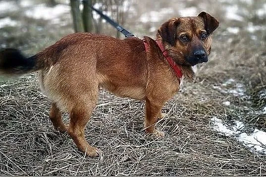 1,5 roczny,średni 10 kg,wesoły,towarzyski,łagodny psiak DOMINIK.Adopcja., Łódzkie, Łódź