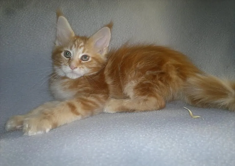 SUPER OKAZJA! Koteczka Maine Coon z rodowodem