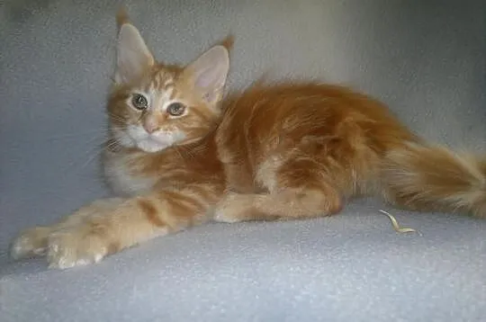 SUPER OKAZJA! Koteczka Maine Coon z rodowodem
