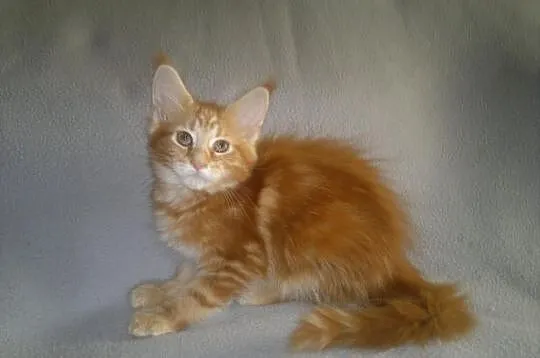 SUPER OKAZJA! Koteczka Maine Coon z rodowodem