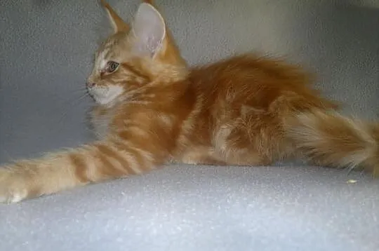 SUPER OKAZJA! Koteczka Maine Coon z rodowodem