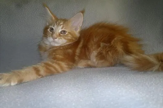 SUPER OKAZJA! Koteczka Maine Coon z rodowodem
