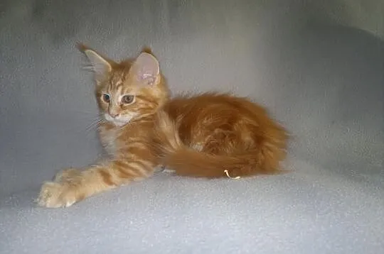 SUPER OKAZJA! Koteczka Maine Coon z rodowodem