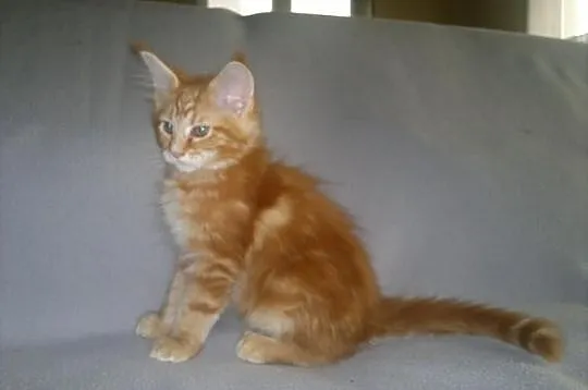 SUPER OKAZJA! Koteczka Maine Coon z rodowodem