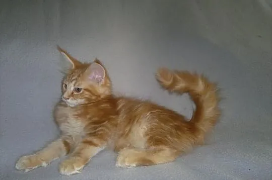 SUPER OKAZJA! Koteczka Maine Coon z rodowodem