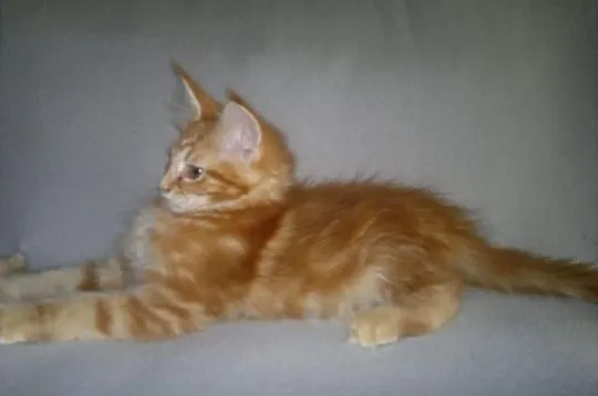 SUPER OKAZJA! Koteczka Maine Coon z rodowodem