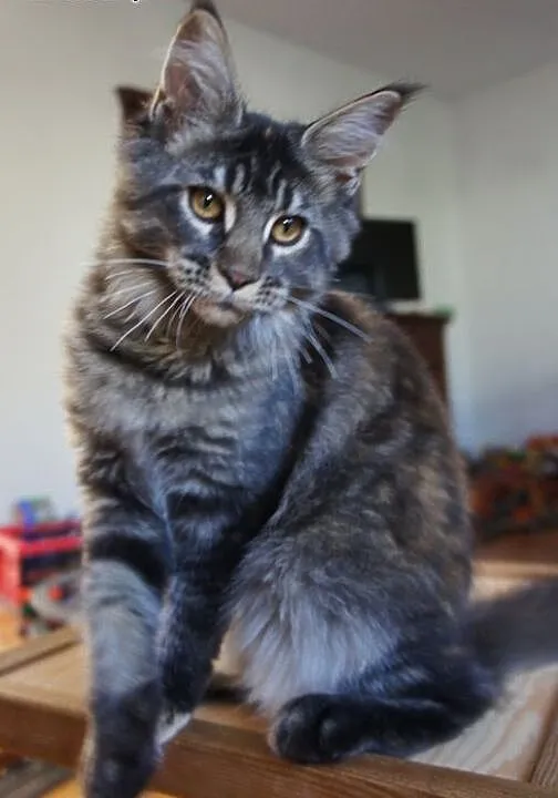 MAINE COON - do odbioru - rodowód, podkarpackie B