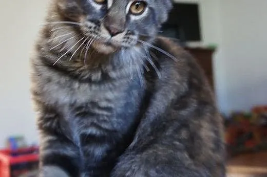 MAINE COON - do odbioru - rodowód,  podkarpackie B