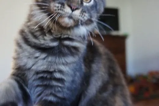 MAINE COON - do odbioru - rodowód,  podkarpackie B