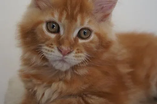 MAINE COON - do odbioru - rodowód,  podkarpackie B