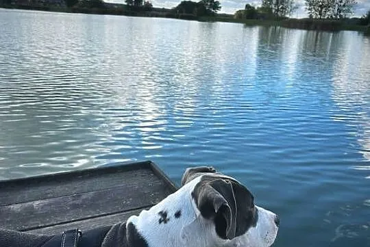 Reproduktor Amstaff, Lubelskie, Bełżyce