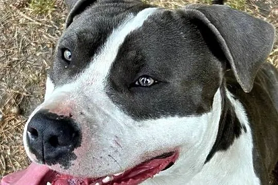 Reproduktor Amstaff, Lubelskie, Bełżyce
