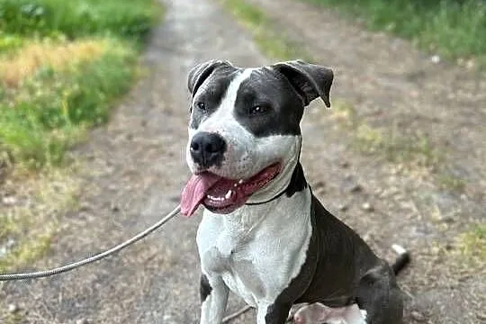 Reproduktor Amstaff, Lubelskie, Bełżyce