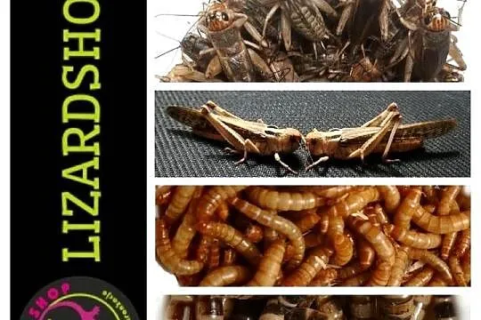 LARWA drewnojada / Zophobas morio 100ml LIZARD SHOP, Śląskie, Sosnowiec