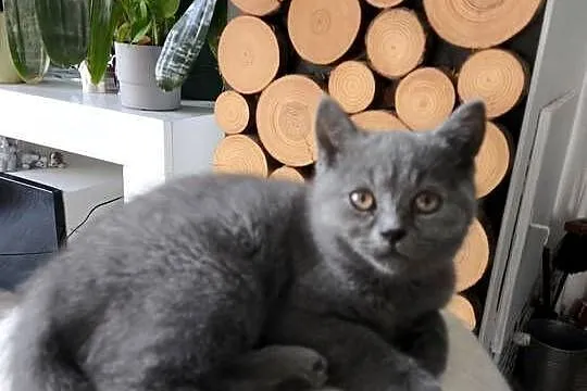 Kocurek Brytyjski Niebieski krótkowłosy, Lubuskie, Gorzów Wielkopolski