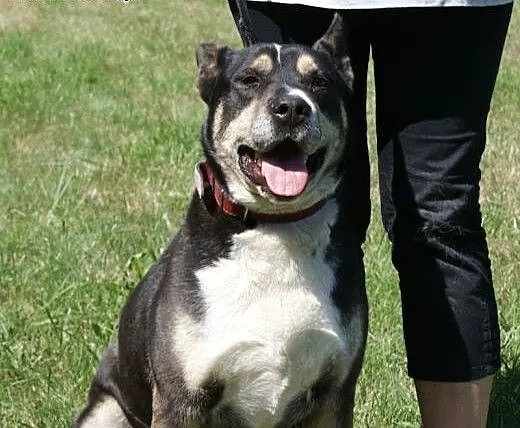 Szeryf w typie rasy amstaff szuka domu, Kundelki