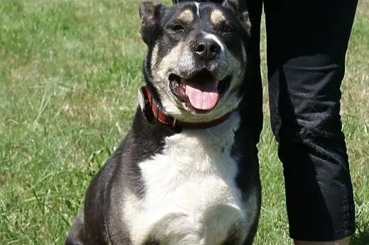 Szeryf w typie rasy amstaff szuka domu, Kundelki cała Polska