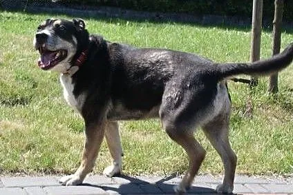Szeryf w typie rasy amstaff szuka domu,  Kundelki 