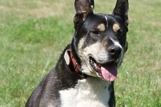 Szeryf w typie rasy amstaff szuka domu,  Kundelki 