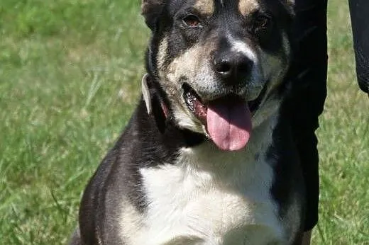 Szeryf w typie rasy amstaff szuka domu,  Kundelki 