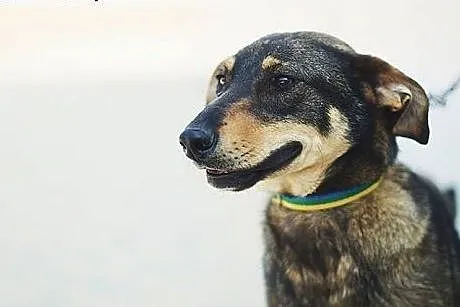 Chappi, uroczy 7 miesięczny psiak szuka domu.,  śl