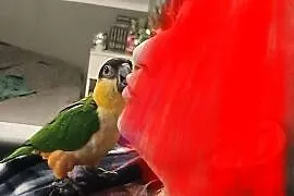 Barwinka ręcznie karmiona