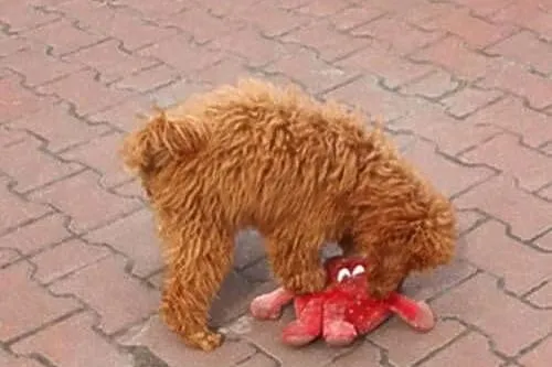 Pudel Miniaturowy,Pudelek miniatura red piękny piesek, Śląskie, Częstochowa