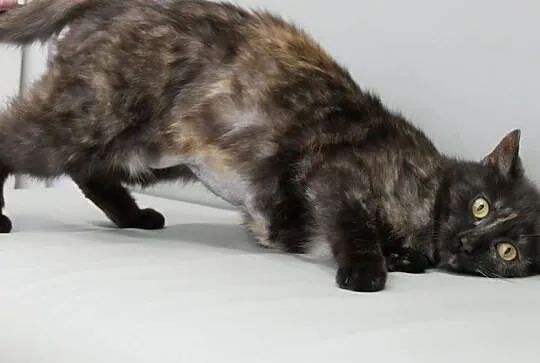 Tosia, 8 miesięczna zdrowa kotka szuka domu!