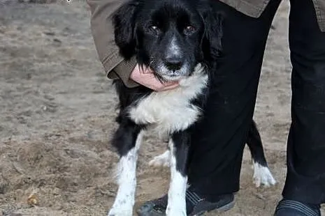 Wesoły FELIKS szuka domu!,  dolnośląskie Wrocław