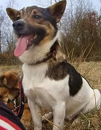 Zorek - potrzebuje przyjaciela i ciepłego kąta. Of