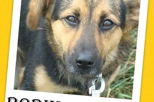 10kg,mały,wesoły,łagodny piesek BOBIK.Adopcja,  małopolskie Kraków