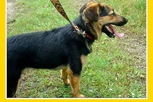 10kg,mały,wesoły,łagodny piesek BOBIK.Adopcja,  ma