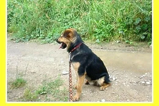 10kg,mały,wesoły,łagodny piesek BOBIK.Adopcja,  ma