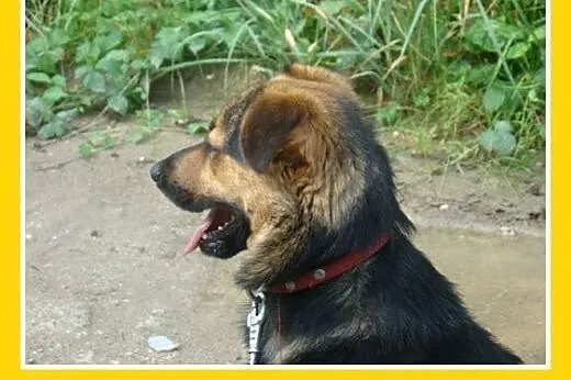 10kg,mały,wesoły,łagodny piesek BOBIK.Adopcja,  ma