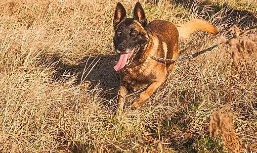 Fantastyczny OWCZAREK BELGIJKI MALINOIS Maniek szu