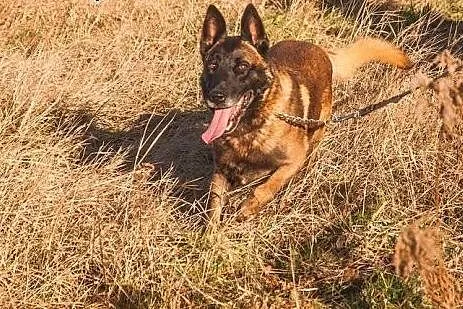 Fantastyczny OWCZAREK BELGIJKI MALINOIS Maniek szu