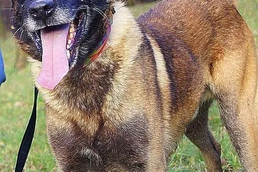 Fantastyczny OWCZAREK BELGIJKI MALINOIS Maniek szu