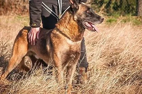 Fantastyczny OWCZAREK BELGIJKI MALINOIS Maniek szu
