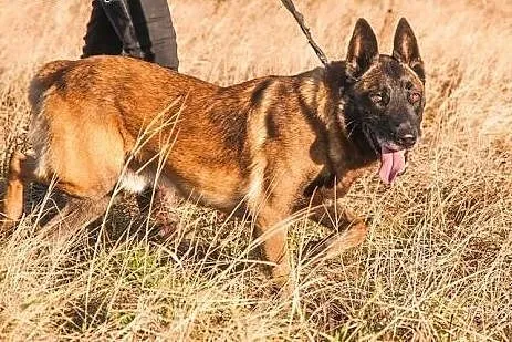 Fantastyczny OWCZAREK BELGIJKI MALINOIS Maniek szu