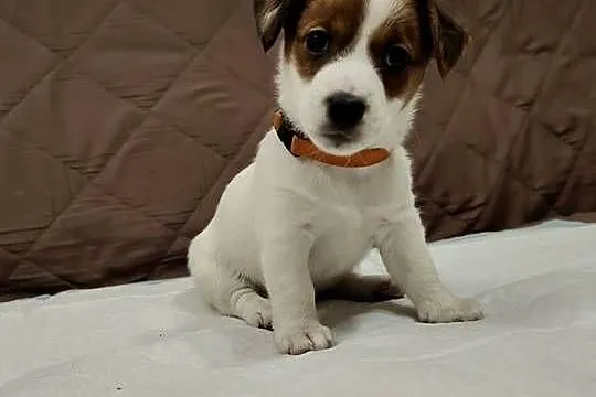 Suczka Jack Russell Terrier, Łódzkie, Pabianice