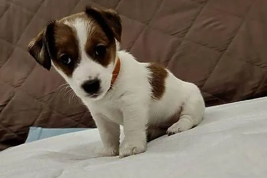 Suczka Jack Russell Terrier, Łódzkie, Pabianice