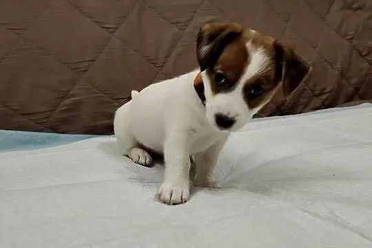 Suczka Jack Russell Terrier, Łódzkie, Pabianice