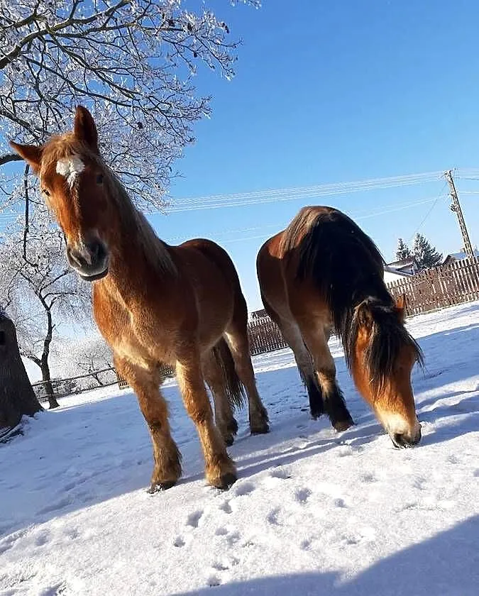 Kobyły źrebne i źróbki, Lubelskie, Nowy Uścimów