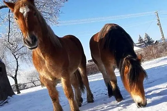 Kobyły źrebne i źróbki, Lubelskie, Nowy Uścimów