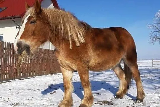 Kobyły źrebne i źróbki, Lubelskie, Nowy Uścimów