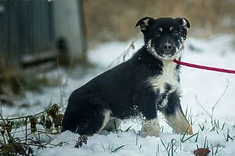 Czuna, 3 miesięczna, nieśmiała sunia SZCZENIAK do adopcji,  Kundelki cała Polska