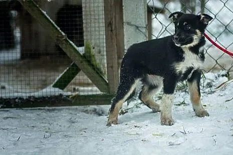 Czuna, 3 miesięczna, nieśmiała sunia SZCZENIAK do 