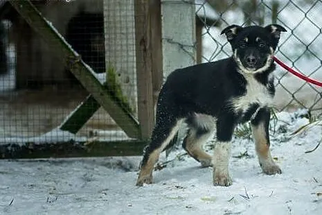 Czuna, 3 miesięczna, nieśmiała sunia SZCZENIAK do 
